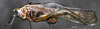 Eppioides malaya Hebard, 1922: male, lateral view. (Otu).