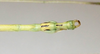 Phantasca ruboligata Hennemann, Conle, Bellanger, Lelong & Jourdan, 2018: copyright MNHN, Paris. male end of abdomen, dorsal view (paratype). (Otu).