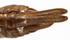 CollectionObject 1529738; c0aec8bb-e67a-4613-be72-98b0157f5cfc: male abdomen tip, ventral view (holotype). (CollectionObject).