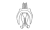 Leptomerinthoprora brevipennis Rehn, 1905: Fig. 4B I. male, sclerite of internal genitalia, complete apparatus, apart from epiphallus, dorsal view (Leptomerinthoprora occidentalis). (Otu).