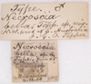CollectionObject 1559984; b038bffd-060c-4102-a8e9-78f382141b50: copyright SAM, Adelaide. male, data labels of Necroscia bella (holotype). (CollectionObject).