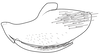Pygofer, lateral view on Pseudocostanana rubromarginata (Domahovski & Cavichioli, 2023): Male holotype [DZUP]: pygofer, valve and subgenital plate, lateral view. (Observation).