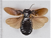 CollectionObject 1618751; 9653254d-1d29-4325-84c6-9a563f914363: (CollectionObject).