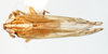 Habitus, dorsal view: !! display not done !! on Pygospina spinata Caldwell, 1951: (Observation).