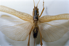 CollectionObject 1532827; 6f2e9492-333f-4825-9e4f-915c5674253c: female, dorsal view. (CollectionObject).