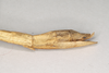 CollectionObject 1557469; NHMUK(SF IMPORT DUPLICATE) 844511, 44ef6d1e-27af-4490-bf98-e8d7ad2f9ad5: copyright Natural History Museum, London. female of synonym Bostra lobata: end of abdomen, lateral view (holotype). (CollectionObject).