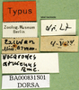 CollectionObject 1501168; 1f8c6ed1-a9fd-4ee5-8924-2a8807554728, DORSA BA000831S01: labels (holotype of Nocarodes armenus). (CollectionObject).
