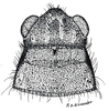 Fig. 2 (specimen from Illinois). macropterous female, head and pronotum, dorsal view. Depicts Allonemobius allardi (Alexander & Thomas, 1959), an Otu.