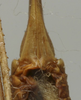 CollectionObject 1535989; e92040d2-a98a-4af3-987b-1db2bbec6b06: female subgenital plate (allotype). (CollectionObject).