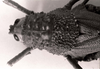 CollectionObject 1523893; e0a5d996-84a9-4d32-85fe-7c1f680d7770: Image C.S. Carbonell. female head and pronotum, dorsal view (holotype). (CollectionObject).