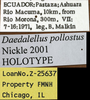 CollectionObject 1538064; 08c3f3ec-64fd-4f27-addd-1744c0067413: labels (holotype). (CollectionObject).
