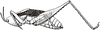 Pseudoliara tepperi Karny, 1907: male, lateral view. (Otu).