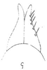 Subgenital plate: !! display not done !! on Paratanus wygodzinskyi (Linnavuori, 1954): subgenital plates, ventrally. (Observation).