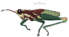 Leptomerinthoprora brevipennis Rehn, 1905: male, lateral view. (Otu).