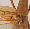CollectionObject 1534497; ffe84872-2013-43e5-b576-d28687cd394a: male stridulatory area (syntype). (CollectionObject).