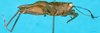 CollectionObject 1500255; 4ec3ac47-335c-4345-9c3c-63ecaccf562b: female, lateral view (holotype). (CollectionObject).