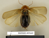 CollectionObject 1572965; d182be59-286b-4d24-8462-e17ffd8e5ee8: Copyright Natural History Museum, London. Non-type (adult female) in BM(NH). Dorsal view. (CollectionObject).