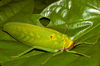 CollectionObject 1576916; e3f2a482-a247-4e6f-89c4-deb7e2f702eb, CH3440: male, lateral view. (CollectionObject).