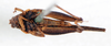 CollectionObject 1506083; 7fd1c47f-65ee-4ec5-99a6-c6e606cbdbfc: male, ventral view (syntype). (CollectionObject).