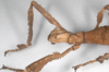 CollectionObject 1562625; 48bbc3a6-b617-4091-a6d4-0037f0706ec3: copyright ZSMC, Munich. female: head & thorax, lateral view (holotype). (CollectionObject).