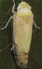 Habitus, dorsal view on Eurhadina (Eurhadina) ribauti Wagner, 1935: Habitus (male). (Observation).