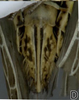 Ovipositor on Arocephalus (Arocephalus) longiceps (Kirschbaum, 1868): Ovipositor. (Observation).