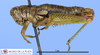 CollectionObject 1514357; d97b961b-5bc8-4338-be16-4b400a5e3159, MLP3621/4: female, lateral view (paratype). (CollectionObject).