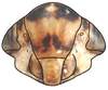 Head on Anoterostemma ivanoffi (Lethierry, 1876): Anoterostemma ivanhoffi, face (INHS). (Observation).