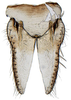 Subgenital plate: !! display not done !! on Platymetopius Burmeister, 1838: Platymetopius obsoletus, subgenital plates and valve, ventrally (INHS). (Observation).