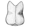 Ceuthophilus (Geotettix) perplexus Hubbell, 1936: Fig. 778. male subgenital plate. (Otu).