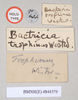 CollectionObject 1557404; NHMUK(SF IMPORT DUPLICATE) 844579, f982ad17-1fb2-4306-b659-c030ef0331f6: copyright Natural History Museum London. male of synonym Bacteria trophinus: data labels (holotype). (CollectionObject).