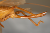 CollectionObject 1474980; e7c48550-8a08-4156-be09-8b3b23a7a429: female, lateral view (holotype). (CollectionObject).