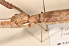 CollectionObject 1561086; 1edf6aec-1084-4f21-9182-5b7534e1d3d5: copyright OUMNH. female: head & thorax, lateral view (paralectotype). (CollectionObject).
