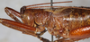 CollectionObject 1531822; NMW 21116, 86c7efad-0b94-449f-a4cc-89be987e1d0b: female, lateral view (holotype). (CollectionObject).