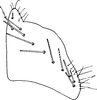 Subgenital plate: !! display not done !! on Neoaliturus (Circulifer) tenellus (Baker, 1896): Subgenital plate. (Observation).
