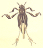 Xya variegata (Latreille, 1809): Pl. II, Fig. 5. habitus, dorsal view. (Otu).