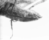 Rehnuciera elegantula (Rehn, 1916): male, abdomen end. (Otu).