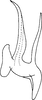 Aedeagus, lateral view on Arboridia (Arboridia) baiyunensis Song & Li, 2013: (Observation).