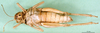 CollectionObject 1502037; c50d5f1e-1215-4d47-bbec-2d4e79518309: female, ventral view (paratype of Glyphotmethis heldreichi rubrescens). (CollectionObject).