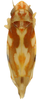 Habitus, dorsal view: Habitus (E. ziczac var. walshi Beamer, INHS collection). (Observation).