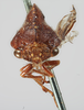 Head: !! display not done !! on Telamona compacta Ball, 1903: (Observation).