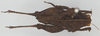 CollectionObject 1503209; a971e114-c73d-48f6-bc2c-04b33df4eda3: male, dorsal view (holotype). (CollectionObject).