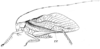 Euhexacentrus annulicornis (Stål, 1877): Fig. 99. male habitus (Hexacentrus annulicornis, pronotum length 8.5 mm, tegmina 40 mm, r.r. = ramus radialis). (Otu).