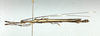 CollectionObject 1596224; 109cc1ac-a5b0-48e9-a367-69337bb862a6: copyright NHMUK London. male, lateral view (holotype). (CollectionObject).