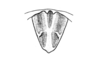 Maeacris aptera Ronderos, 1983: Fig. 3. male, epiproct. (Otu).