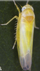 Habitus, dorsal view: Abdomen, sternal apodemes, ventral view. (Observation).