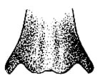 Ceraia tibialis Brunner von Wattenwyl, 1891: Pl. XXII, Fig. 4 (Susumuco, Cundinamarca). apex of male subgenital plate, ventral view. (Otu).