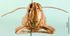 CollectionObject 1530746; 451c0c65-38ce-4605-9f7c-c1b80c20620b: female, frontal view (syntype). (CollectionObject).