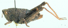 Swaziacris burtti Dirsh, 1953: female, lateral view. (Otu).