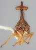 Head: !! display not done !! on Lycoderides nathanieli (Cryan, 1999): (Observation).
